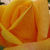 Oranžna - Vrtnica plezalka - Sutter's Gold